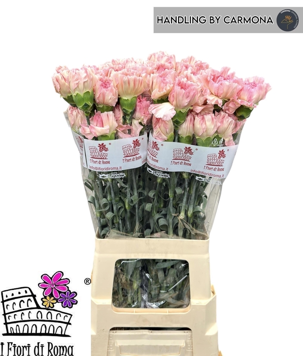 <h4>DI ST HAPPY TEA</h4>