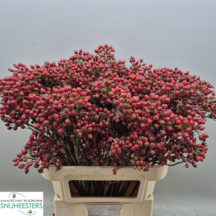 <h4>ROSA MAG SUNSET</h4>