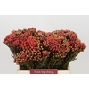 Kaaps Groen Red Brunia Small