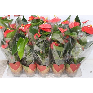 ANTHURIUM ESUDO P12