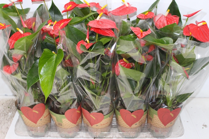 <h4>ANTHURIUM ESUDO P12</h4>