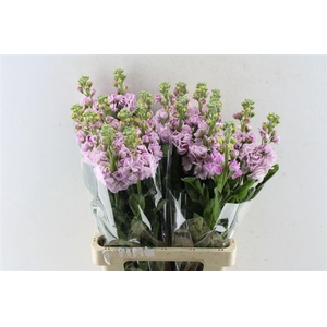 Matth Iron Light Pink