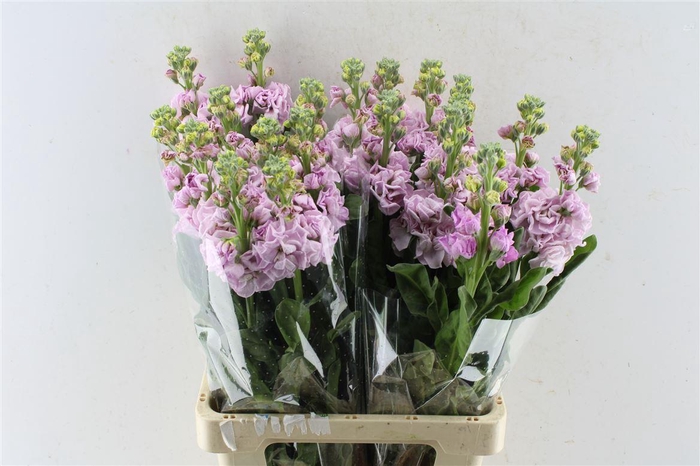 <h4>Matth Iron Light Pink</h4>