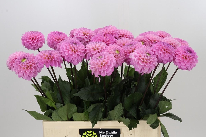 <h4>Dahlia Wizard of Oz</h4>