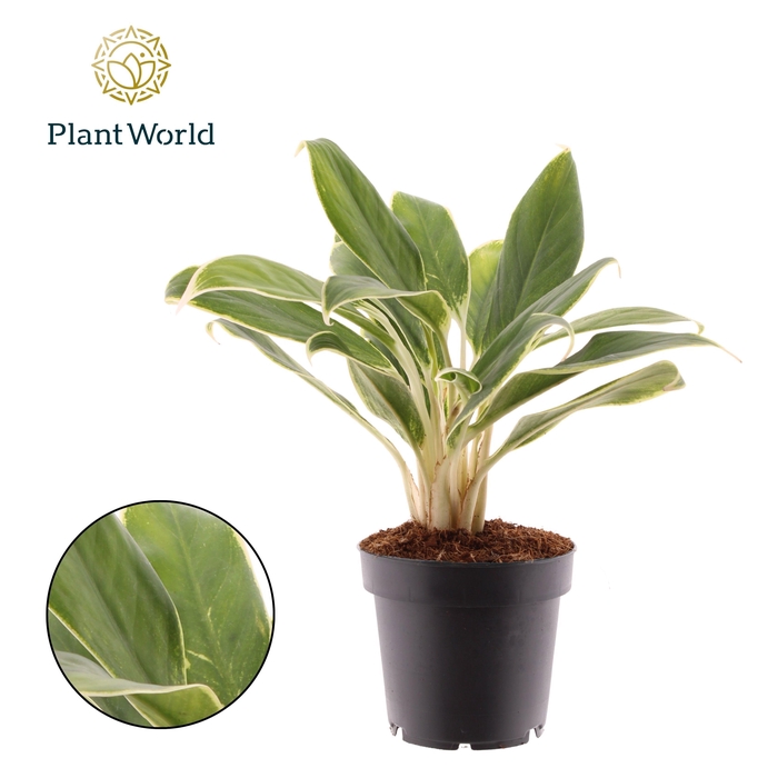 <h4>Aglaonema White Lime</h4>