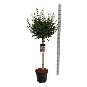 Syringa meyeri 'Palibin'