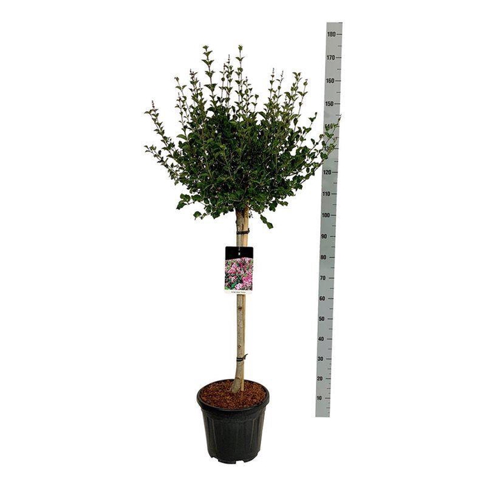 <h4>Syringa meyeri 'Palibin'</h4>