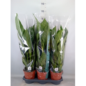 Spathiphyllum  'Sweet Lauretta'