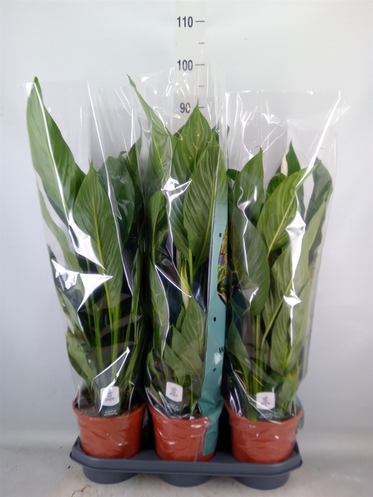 <h4>Spathiphyllum  'Sweet Lauretta'</h4>