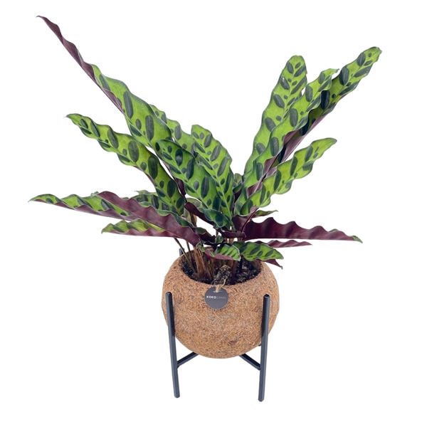 <h4>Kokodama 15 cm Industrial Calathea (no sting)</h4>