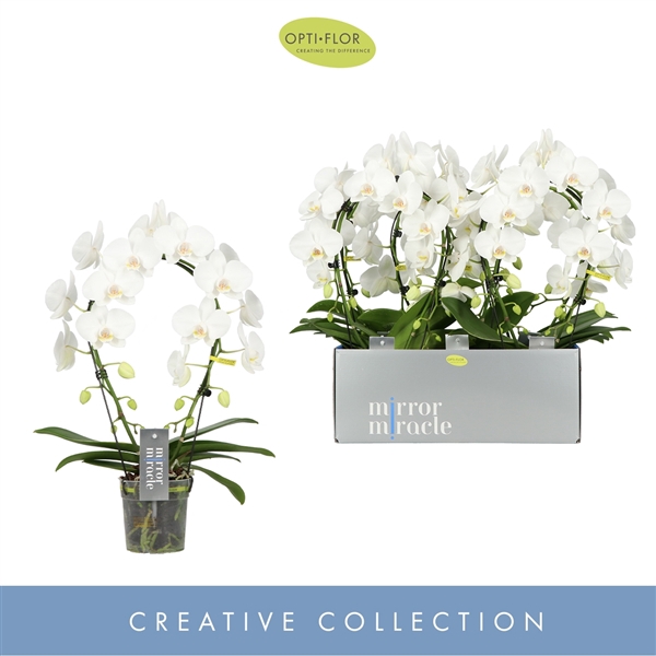 <h4>Phal 2-tak Mirror Aurora</h4>