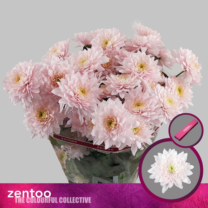 <h4>Chrysanten Pastela Rose</h4>