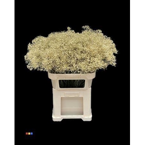 Gyps Million Star Gold