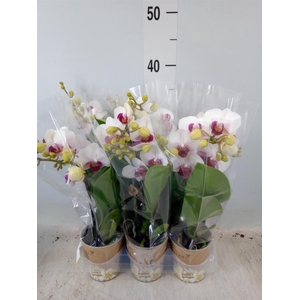 Phalaenopsis multi. 'FC Safe Haven'