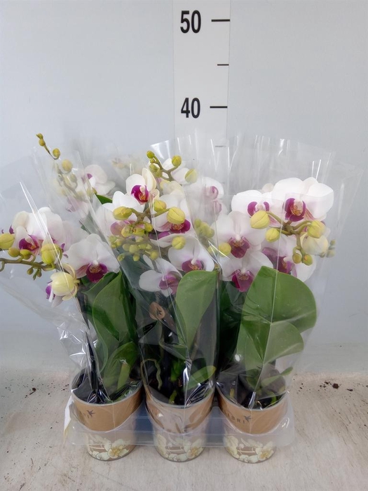 <h4>Phalaenopsis multi. 'FC Safe Haven'</h4>
