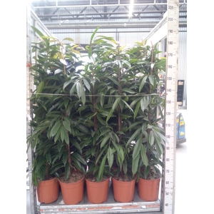 Ficus binn. 'Amstel King'