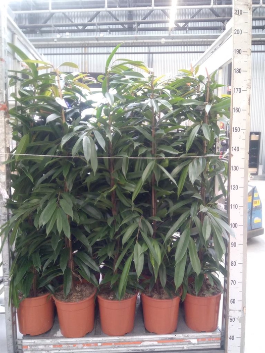 <h4>Ficus binn. 'Amstel King'</h4>