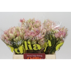 Blushing Bride Ayoba Satin Star
