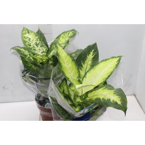 DIEFFENBACHIA VARIADO P17