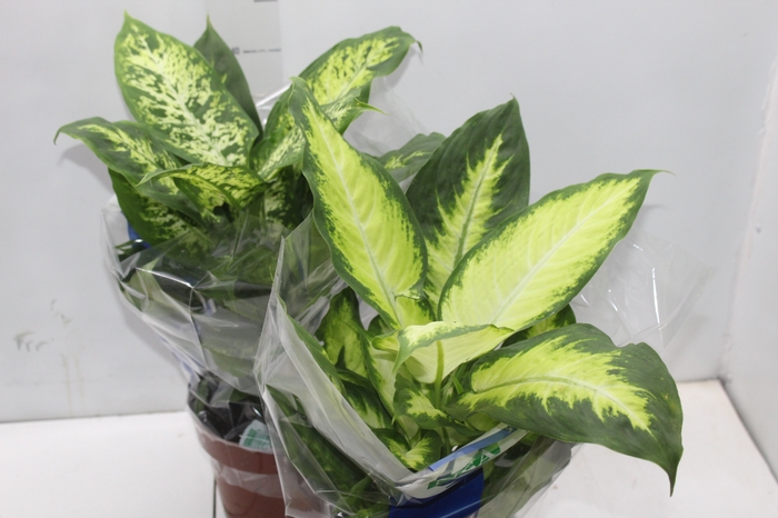 <h4>DIEFFENBACHIA VARIADO P17</h4>