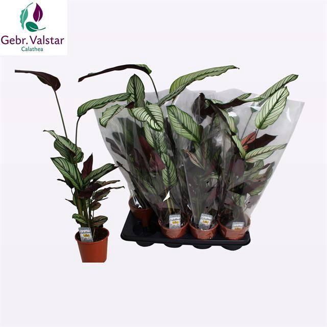 <h4>CALAT MA WHITESTAR</h4>