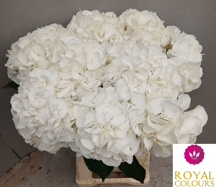 <h4>HYDR M ROYAL PRINCES</h4>