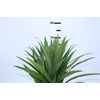 FOLHAGEM DRACENA PLEOMELE FITA
