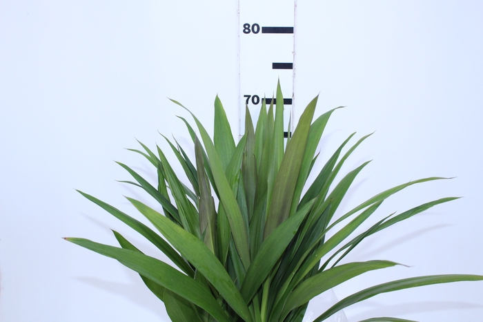 FOLHAGEM DRACENA PLEOMELE FITA