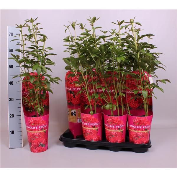 <h4>Paeonia 14CM C2 Rood Longlife</h4>