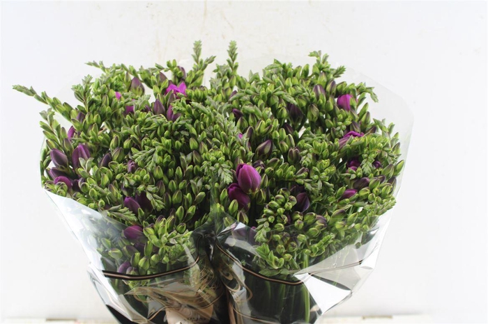 <h4>Fr Du Cherise</h4>