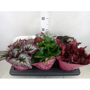 Begonia BD 'Beleaf'   ...mix