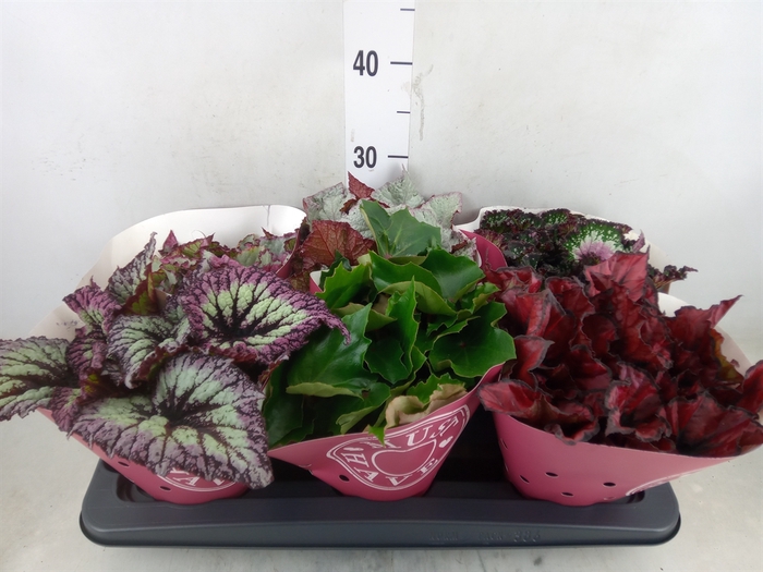 <h4>Begonia BD 'Beleaf'   ...mix</h4>
