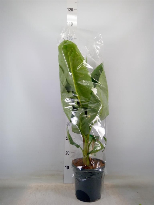 <h4>Musa  'Dwarf Cavendish'</h4>