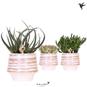 Kolibri Greens Succulenten mix in Moonstone pot white