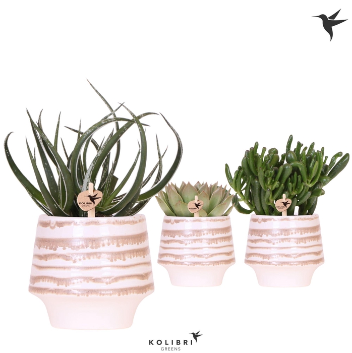 <h4>Kolibri Greens Succulenten mix in Moonstone pot white</h4>
