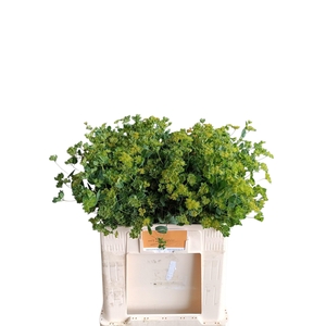 Bupleurum Rotundifol