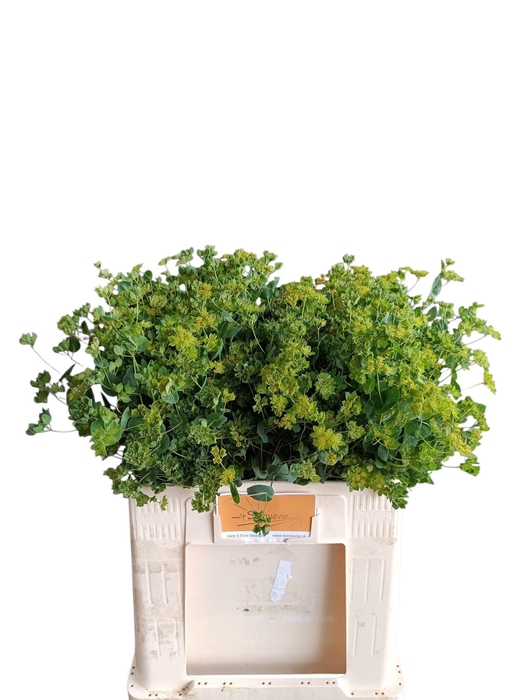 <h4>Bupleurum Rotundifol</h4>