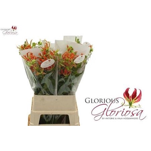 Gloriosa Exotic Orange