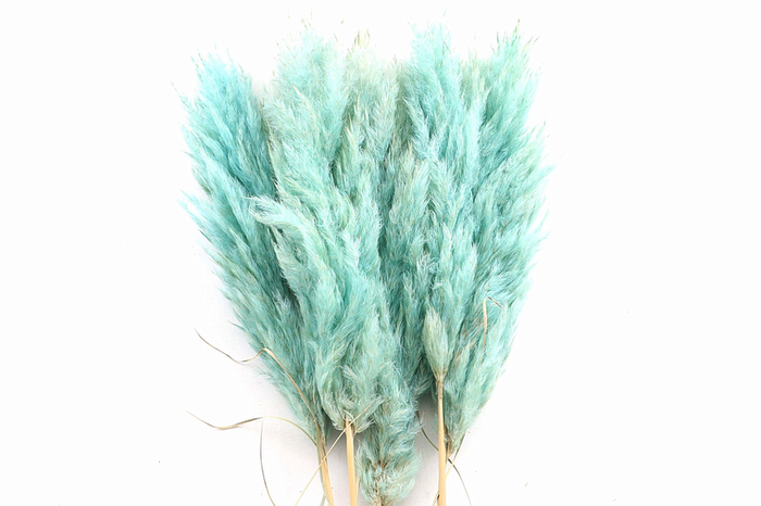 Cortaderia Mint Super