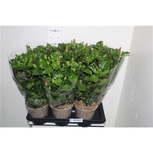 Hibis Gem 7 Branches