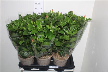 <h4>Hibis Gem 7 Branches</h4>