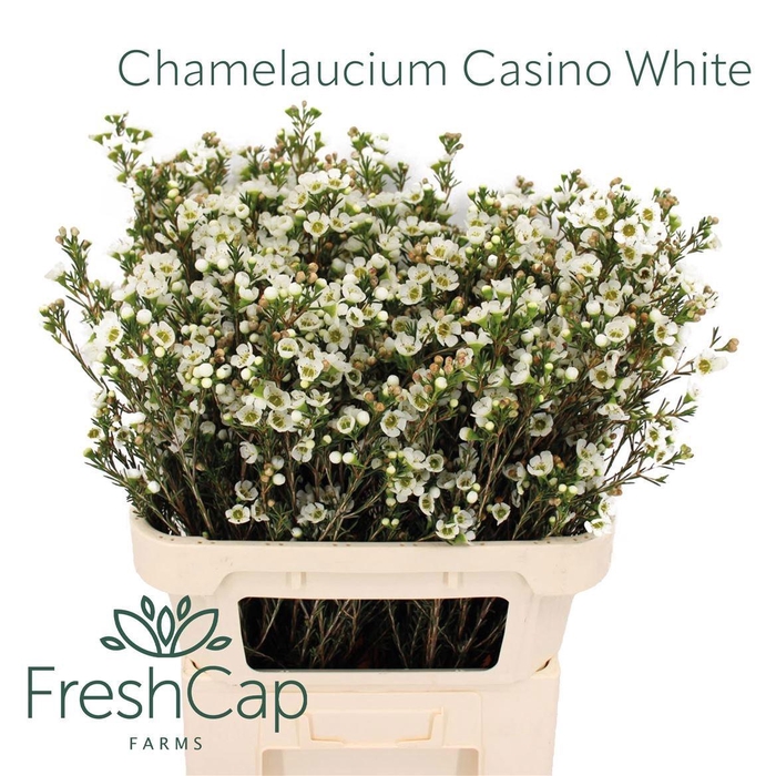 <h4>CHAME UN CASIN WHITE</h4>