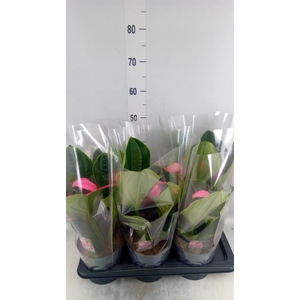 Medinilla magn. 'Flamenco'