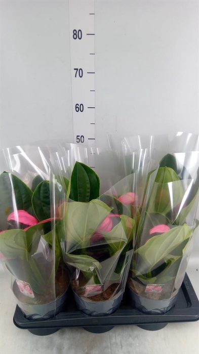 <h4>Medinilla magn. 'Flamenco'</h4>