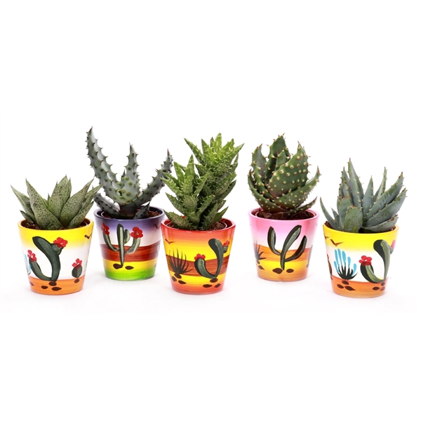 <h4>Aloe Mexico potje 5,5 cm</h4>