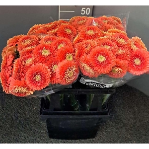 Gerbera Mini Bolero Pluto Pluto