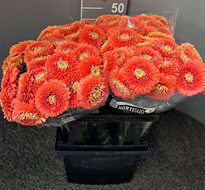 <h4>Gerbera Mini Bolero Pluto Pluto</h4>