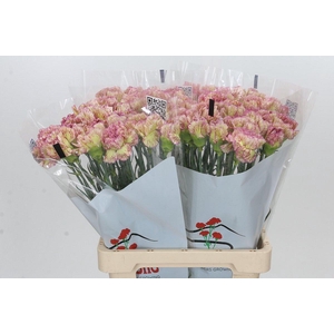 Dianthus St Lady Sheen