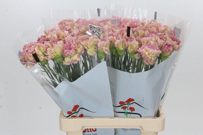 <h4>Dianthus St Lady Sheen</h4>