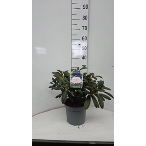 Rhododendron (Y) 'Schneewolke'